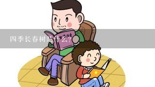 四季长春树是什么？